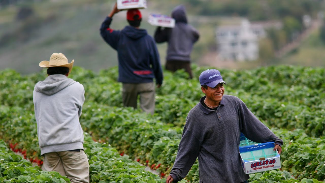Empresas agrícolas diseñan planes de acción para proteger a trabajadores del campo